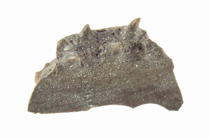 Permian Reptile Jaw Section - Oklahoma #261323